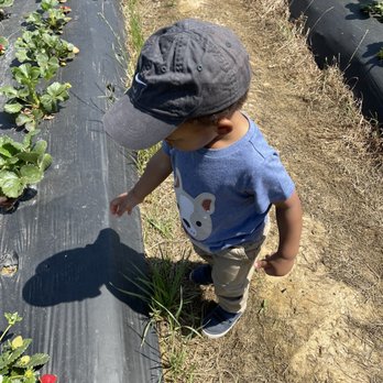 Prescott's Strawberries - a young boy picking strawberries - Farms Near Me - Wrens, Georgia