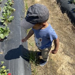 Prescott's Strawberries