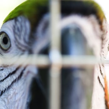 Nancy Forrester's Secret Garden - Animal Shelters Near Me - Key West, Florida