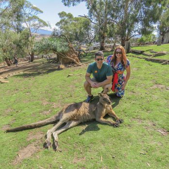Bonarong Wildlife Sanctuary - Getting up close with one of the kangaroos - Zoos Near Me - Brighton, TAS