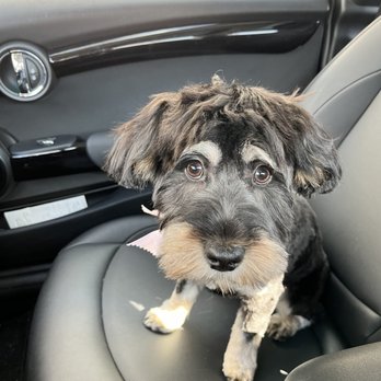 Ironmaya Pet Grooming - Post-grooming - Pet Groomers Near Me - Arcadia, California Ironmaya Pet Grooming - Post-grooming - Pet Groomers Near Me - Arcadia, California