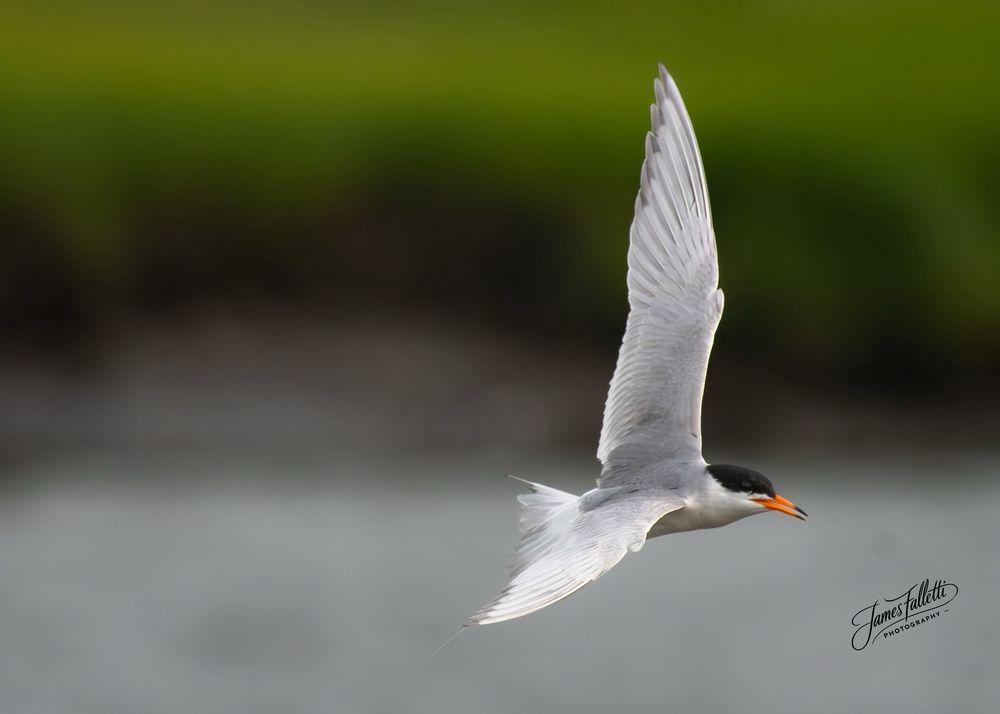 Social spots from Edwin B. Forsythe National Wildlife Refuge
