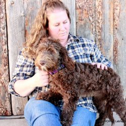 EllsWORTH Labradoodles - Luna's puppy"Midnight"