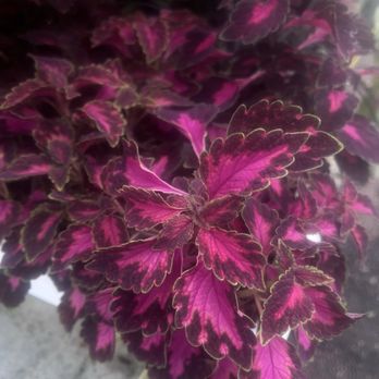Merrifield Garden Center - Flowers - Nurseries & Gardening Near Me - Merrifield, Virginia