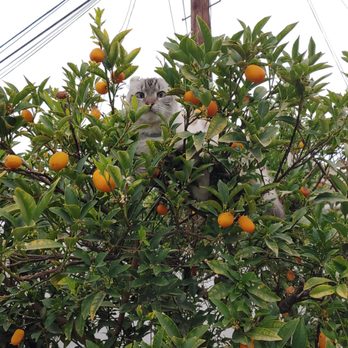 Long Beach Animal Emergency - Dan + kumquats - Veterinarians Near Me - Long Beach, California Long Beach Animal Emergency - Dan + kumquats - Veterinarians Near Me - Long Beach, California