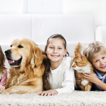 Mac's Steamer Carpet Cleaner - Carpets that are Deep Clean! "Let us exceed your expectations" - Carpet Cleaning Near Me - Holden, Maine Mac's Steamer Carpet Cleaner - Carpets that are Deep Clean! "Let us exceed your expectations" - Carpet Cleaning Near Me - Holden, Maine