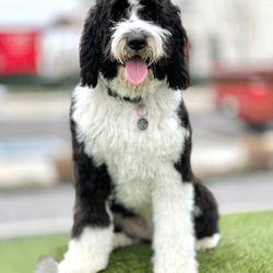 Dee O Gee Giftly Email, Text or Print, 6001 Hughes Crossing