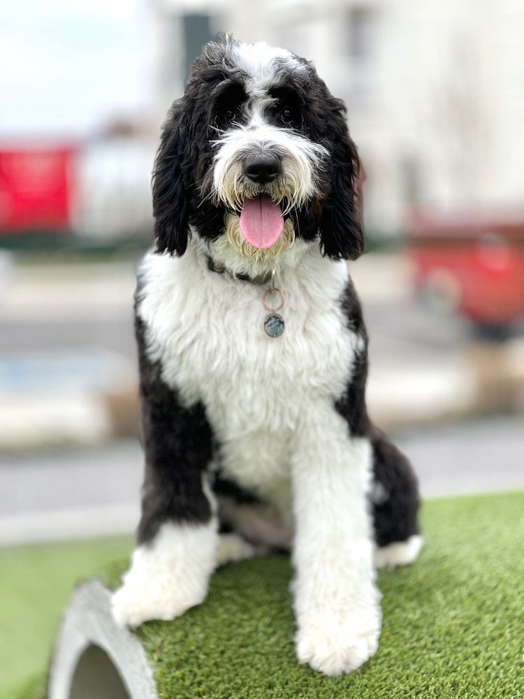 DEE O GEE FRANKLIN 43 Photos & 14 Reviews 6001 Hughes Crossing, Franklin, Tennessee Pet