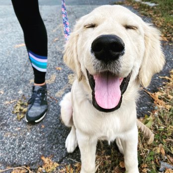 Paws To Consider - Dog Walkers Near Me Paws To Consider - Dog Walkers Near Me