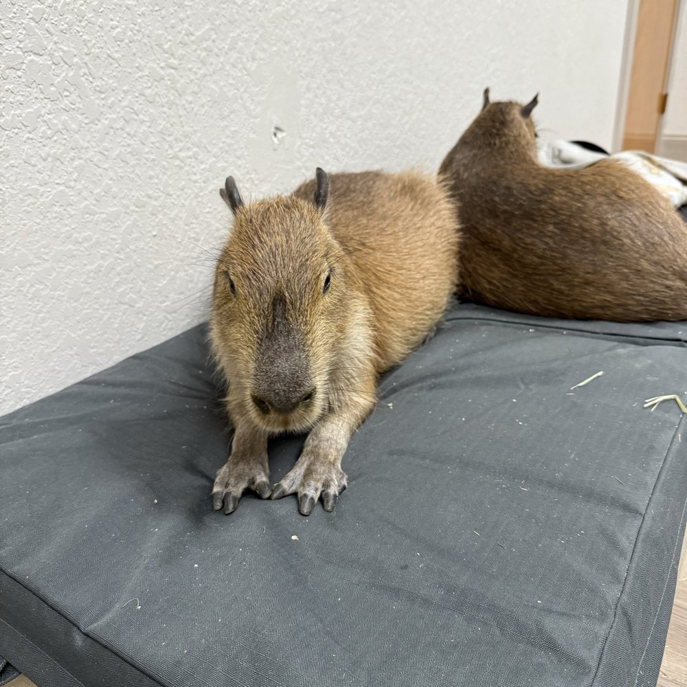 The Capybara Cafe - Capybaras lounging around - Themed Cafes Near Me - St. Augustine, Florida The Capybara Cafe - Capybaras lounging around - Themed Cafes Near Me - St. Augustine, Florida