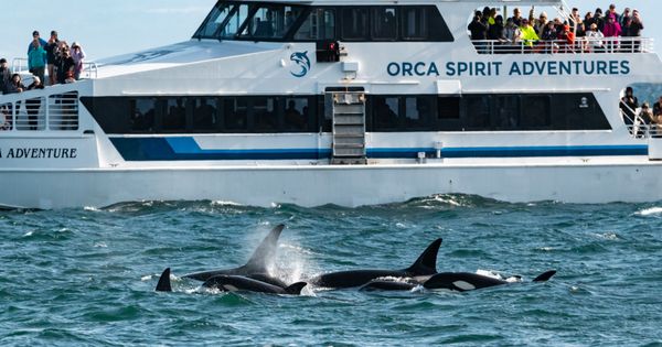 Orca Spirit Adventures Whale Watching by null