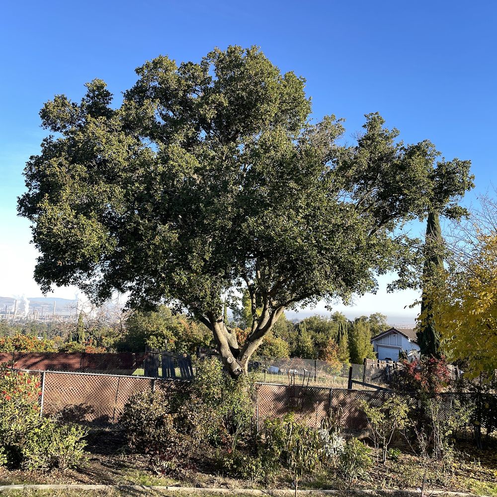 Ecology Tree Care - Oak before - Tree Services Near Me Ecology Tree Care - Oak before - Tree Services Near Me