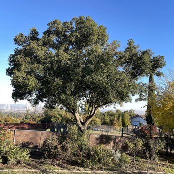 Ecology Tree Care - Oak before - Tree Services Near Me Ecology Tree Care - Oak before - Tree Services Near Me