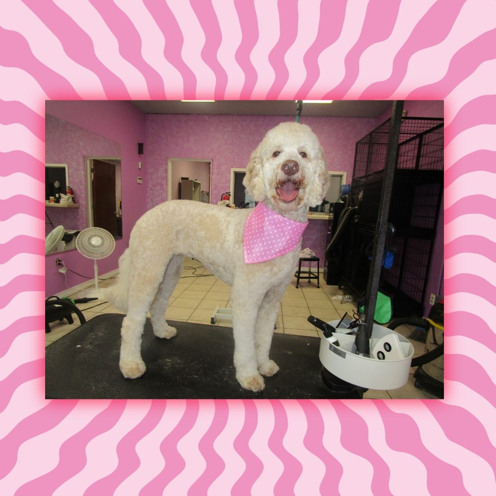 VANITY PAWS PET GROOMING 16 Photos 111 N 7th St, Alamo, Texas Pet