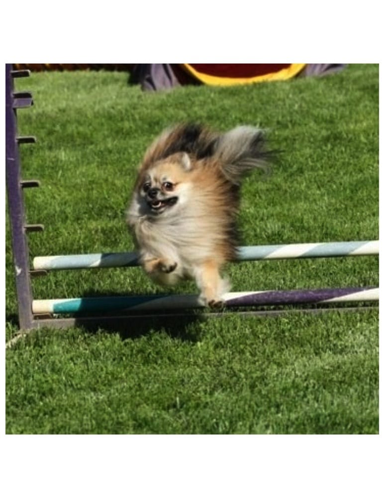 WAG Updated July 2024 10925 Bruceville Rd, Elk Grove, California