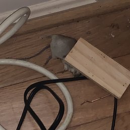 Pest caught. Sean's trap. Pest caught. Sean's trap.