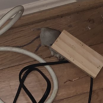 Sean's Pest Elimination - Pest caught. Sean's trap. - Pest Control Near Me Sean's Pest Elimination - Pest caught. Sean's trap. - Pest Control Near Me
