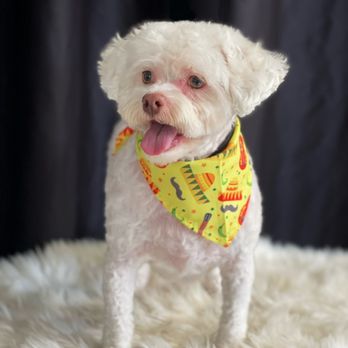 Paws in Motion DB - Sunny - Pet Groomers Near Me Paws in Motion DB - Sunny - Pet Groomers Near Me