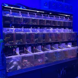 All Things Aquariums