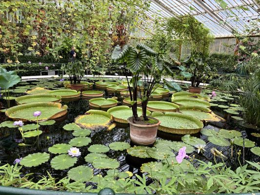 Royal Botanic Gardens, Kew by null