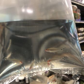 Tropical Treasures - Our rummy-nose tetras we bought - Local Fish Stores Near Me - Phoenix, Arizona