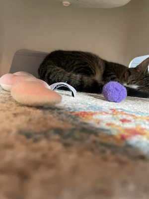 Mac Tabby Cat Cafe - Charlotte by null