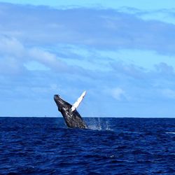 Hawaii Ocean Charters - Humpback whale breaching off Waikiki during a whale watch tour
