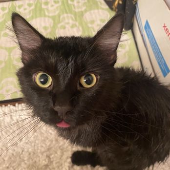 Veterinary Emergency Group - Samhain, just finished with a bath. - Emergency Pet Hospital Near Me - Henderson, Nevada Veterinary Emergency Group - Samhain, just finished with a bath. - Emergency Pet Hospital Near Me - Henderson, Nevada