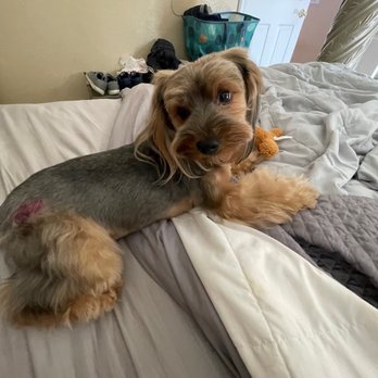 All About Paws Pet Spa - Pet Groomers Near Me - Upland, California