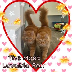 Cat Grooming Salons Near Me photo