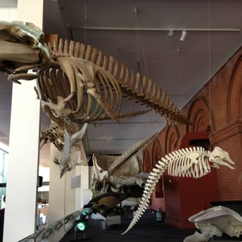 South Australian Museum - Museums Near Me - Adelaide, SA