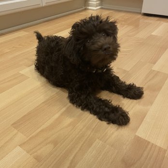 Domino Schnoodles - He is so darn cute! - Pet Breeders Near Me Domino Schnoodles - He is so darn cute! - Pet Breeders Near Me
