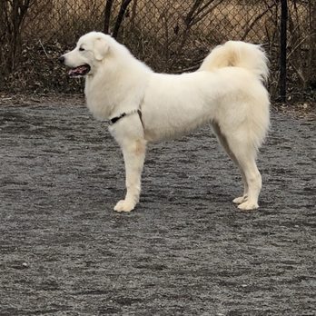 PetSmart - Loki Post Grooming - Pet Stores Near Me - Fairfax, Virginia PetSmart - Loki Post Grooming - Pet Stores Near Me - Fairfax, Virginia