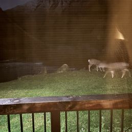 Mule deer Mule deer