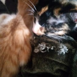 Henderson Animal Clinic - Biscuit and zorro napping  before I took to henderson  animal clinic! !  Snuggling!