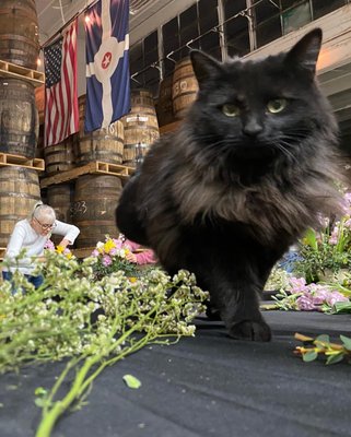 8th Day Distillery - Bottle Shop & Cocktail Bar by null