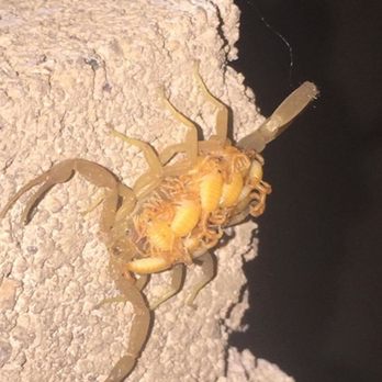 American Desert Pest Control - Don't let these multiply in your house! Call us at American Desert Pest Control 480-888-2772 - Pest Control Near Me American Desert Pest Control - Don't let these multiply in your house! Call us at American Desert Pest Control 480-888-2772 - Pest Control Near Me