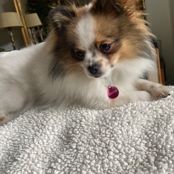 Ry The Pet Guy - My Lizzie - Pet Sitting Near Me Ry The Pet Guy - My Lizzie - Pet Sitting Near Me