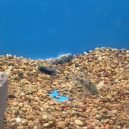 Dead peppered Cory catfish.