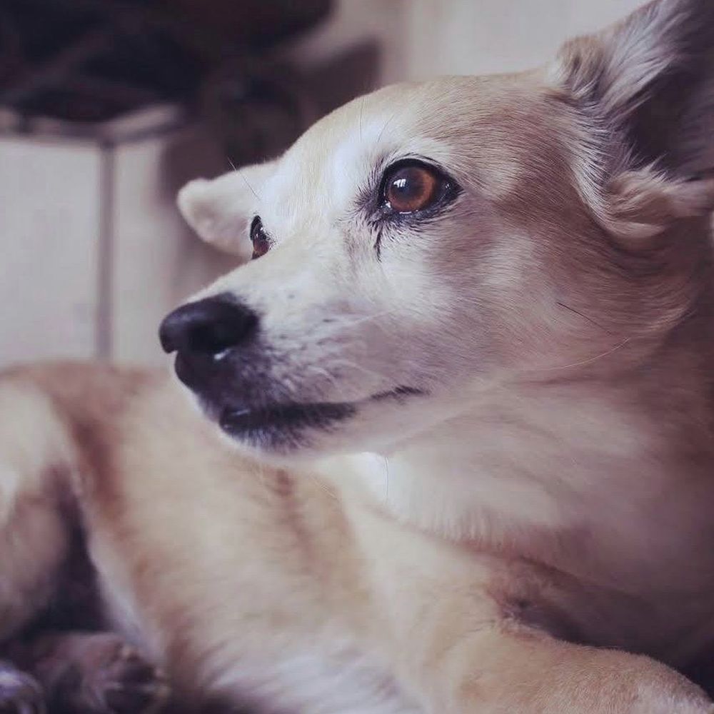 Dr 4 Pets - Veterinarians Near Me Dr 4 Pets - Veterinarians Near Me