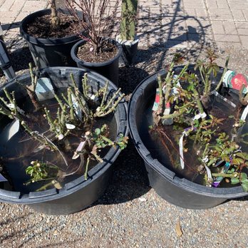 Regan Nursery - Nurseries & Gardening Near Me - Fremont, California Regan Nursery - Nurseries & Gardening Near Me - Fremont, California