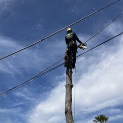 Westview Tree Experts
