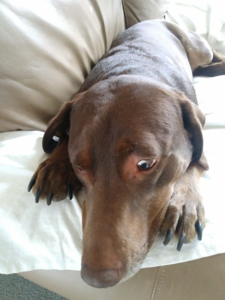 RIVER ROAD VETERINARY CENTER Updated September 2024 16 Photos 451