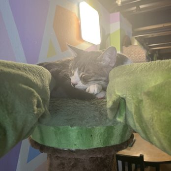 The Cat Cafe - Cat - Coffee & Tea Near Me - San Diego, California The Cat Cafe - Cat - Coffee & Tea Near Me - San Diego, California