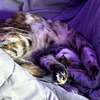 Act 2 Rescue - A pretzel - Pet Adoption Near Me