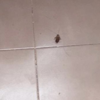 Ramada by Wyndham Torrance - Roaches in the bathroom and in the microwave - Hotels Near Me - Torrance, California