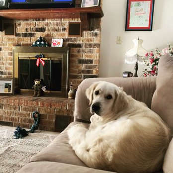 A Golden Stole My Heart - Pet Breeders Near Me A Golden Stole My Heart - Pet Breeders Near Me