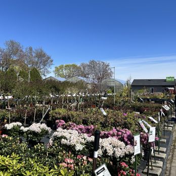 Pépinière Jasmin - More trees - Nurseries & Gardening Near Me - Saint-Laurent, Quebec Pépinière Jasmin - More trees - Nurseries & Gardening Near Me - Saint-Laurent, Quebec