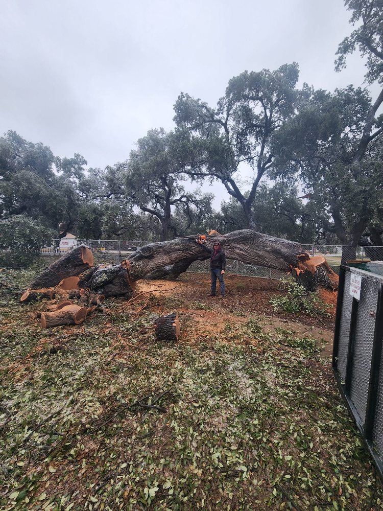 Slide of Gladiator Tree Experts & Landscaping