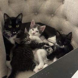 Cat and Kittens